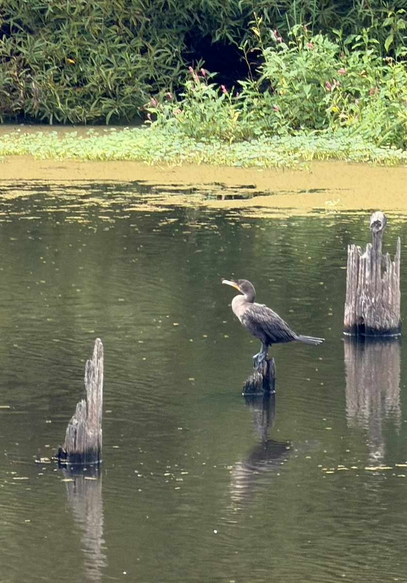 Double-crested Cormorant - ML642814445