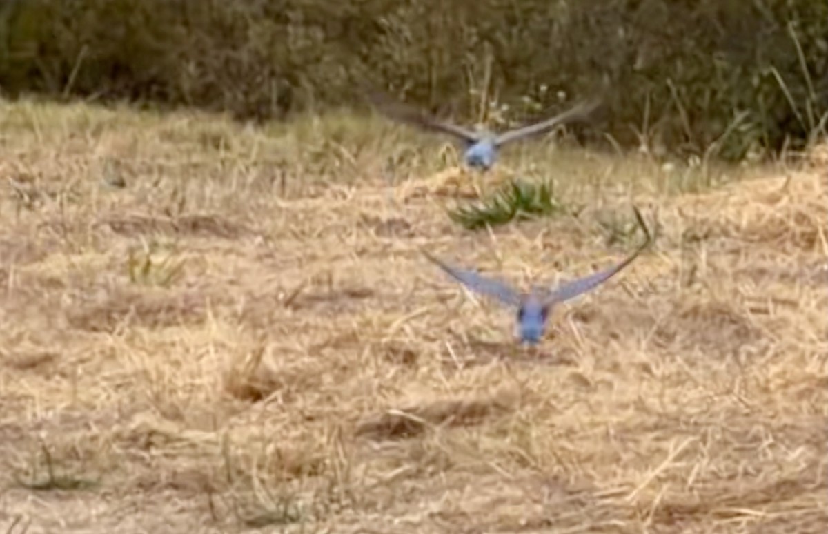Western Bluebird - ML642814450