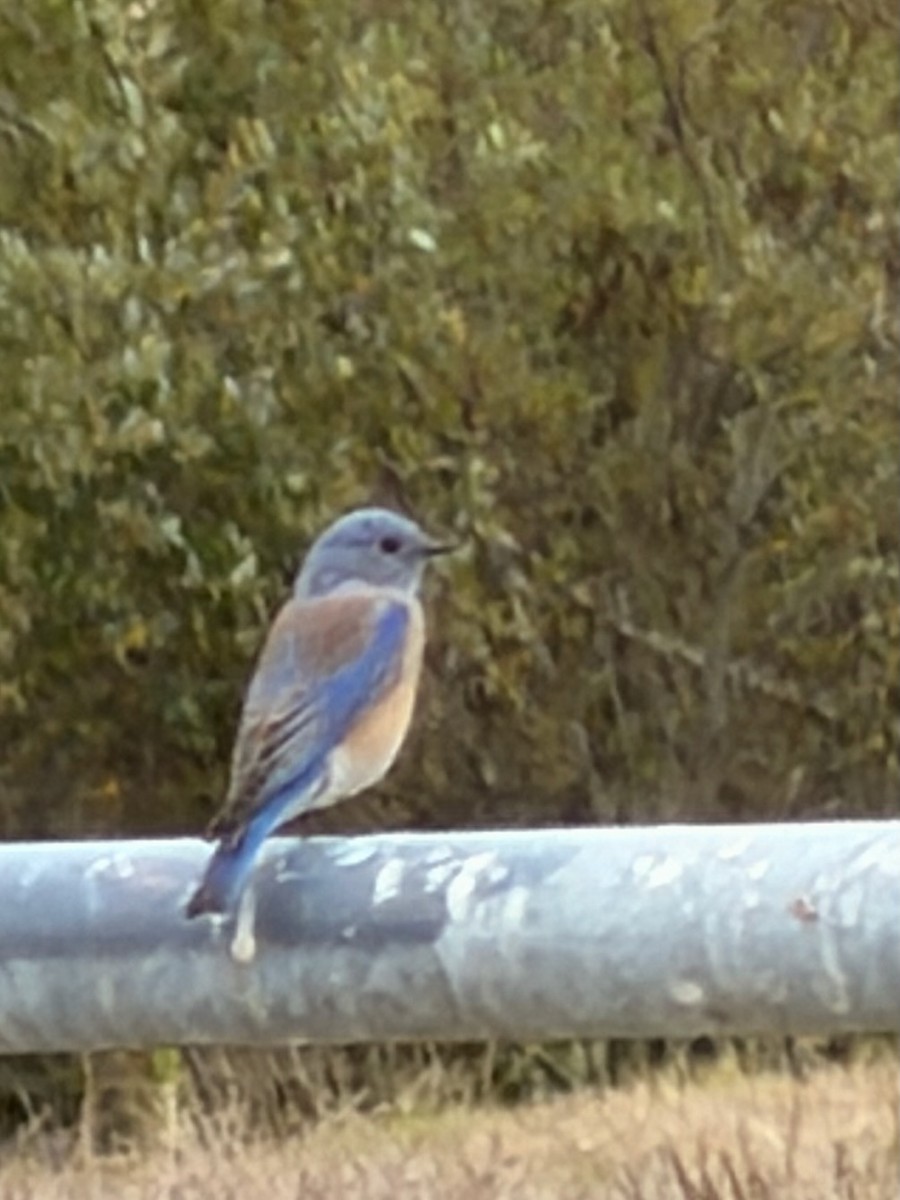 Western Bluebird - ML642814451