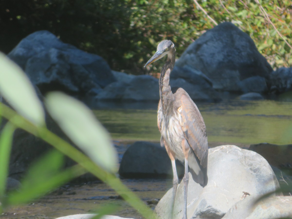 Great Blue Heron - ML642814453