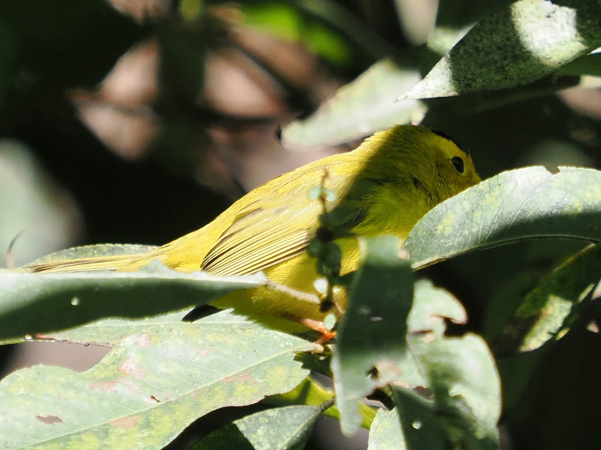 Wilson's Warbler - ML642814456