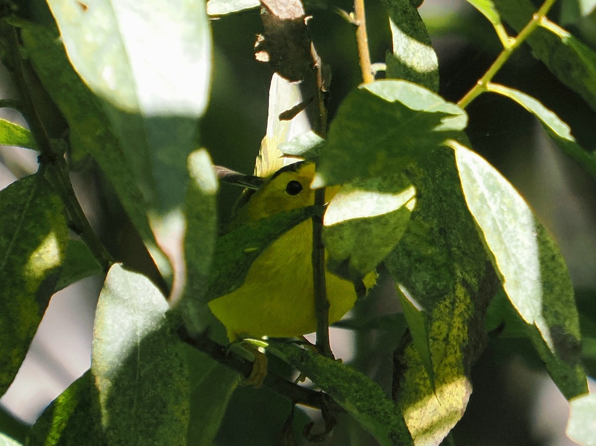 Wilson's Warbler - ML642814457