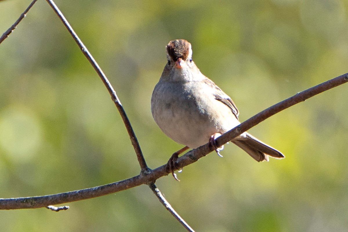 Bruant à couronne blanche - ML642814458