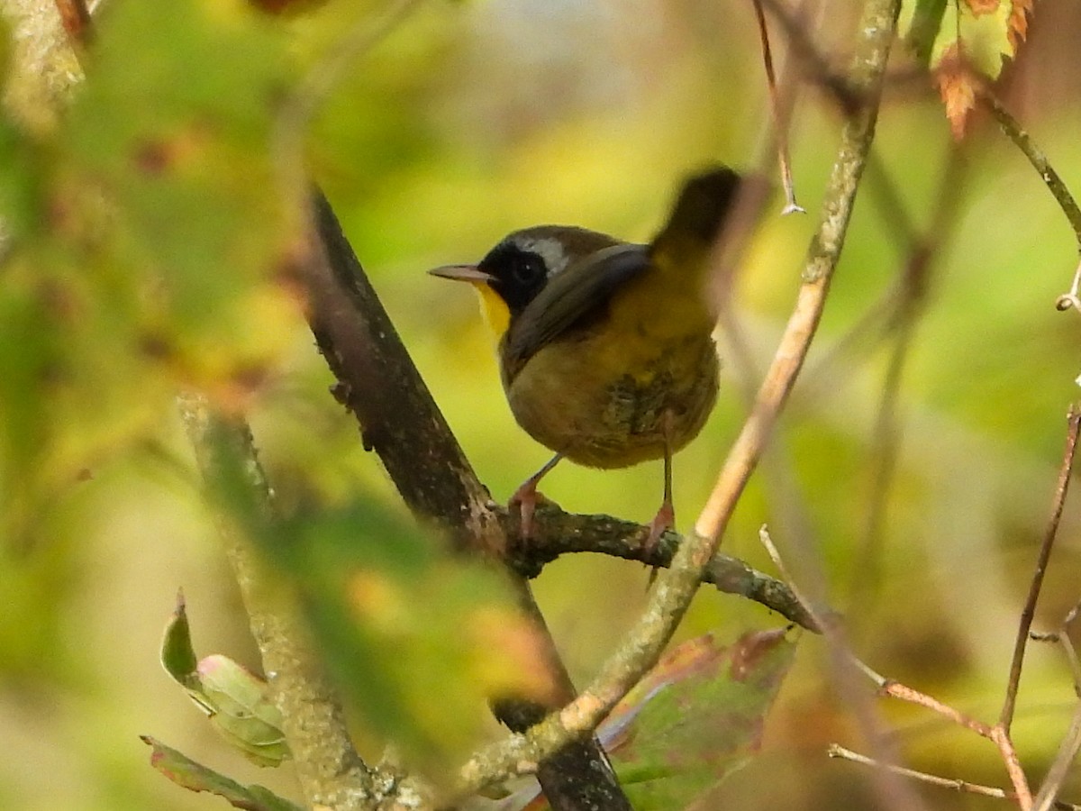 Common Yellowthroat - ML642814459