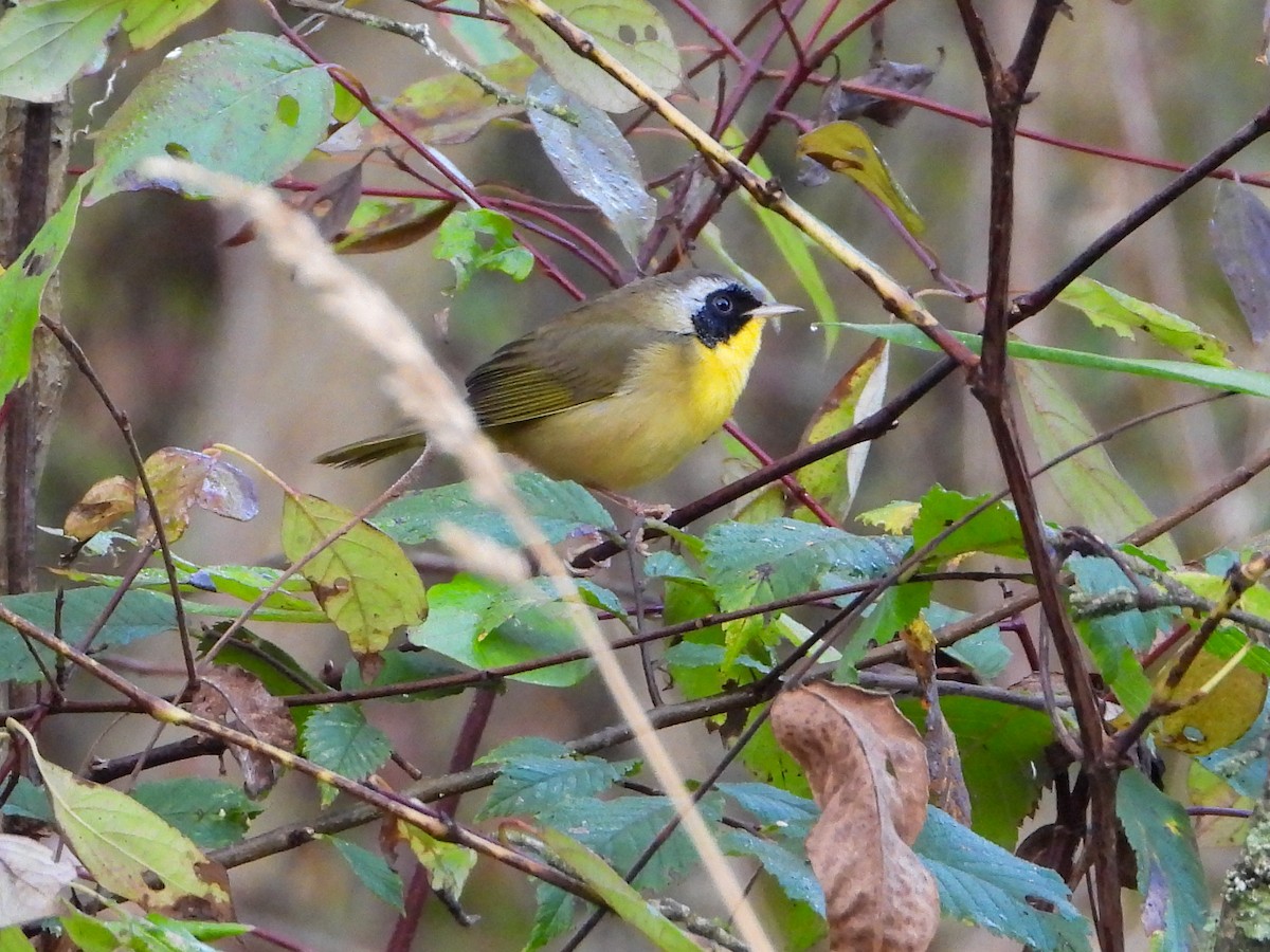 Common Yellowthroat - ML642814460