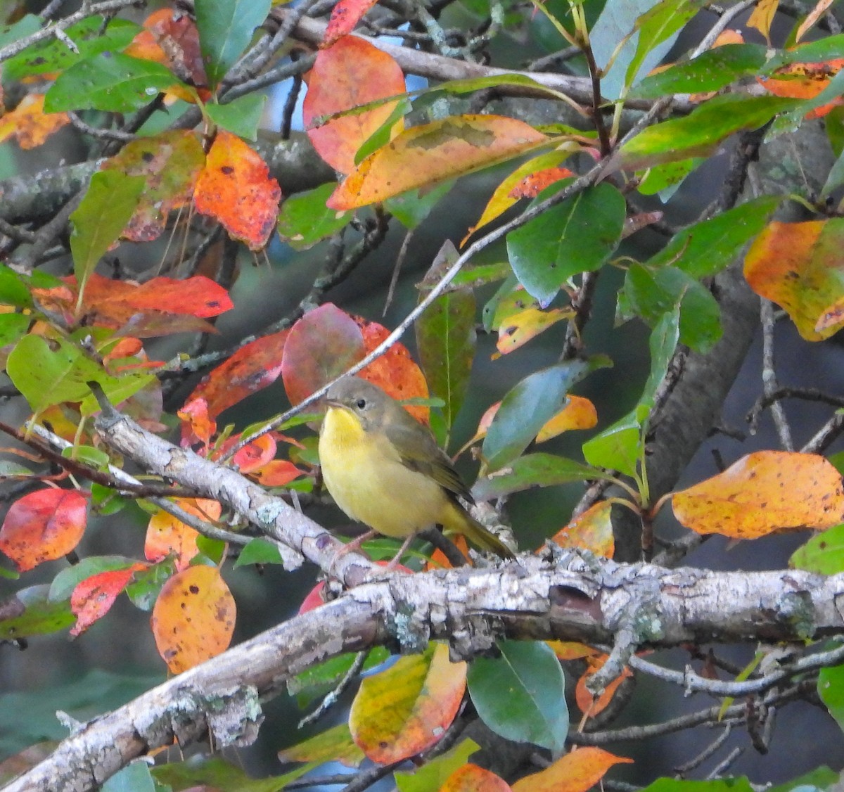 Common Yellowthroat - ML642814461