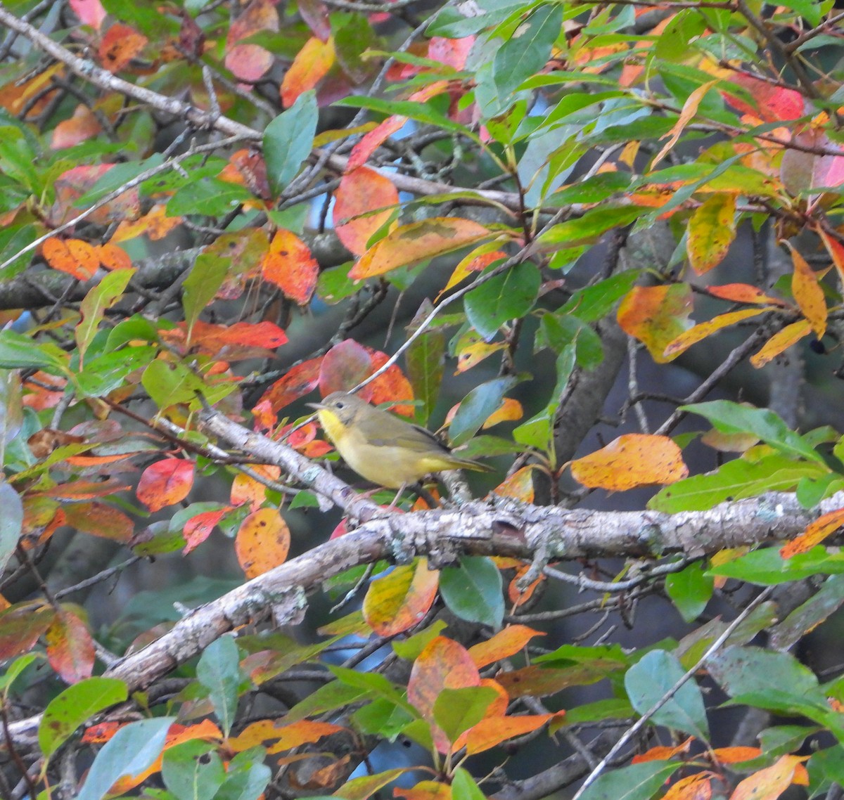 Common Yellowthroat - ML642814462