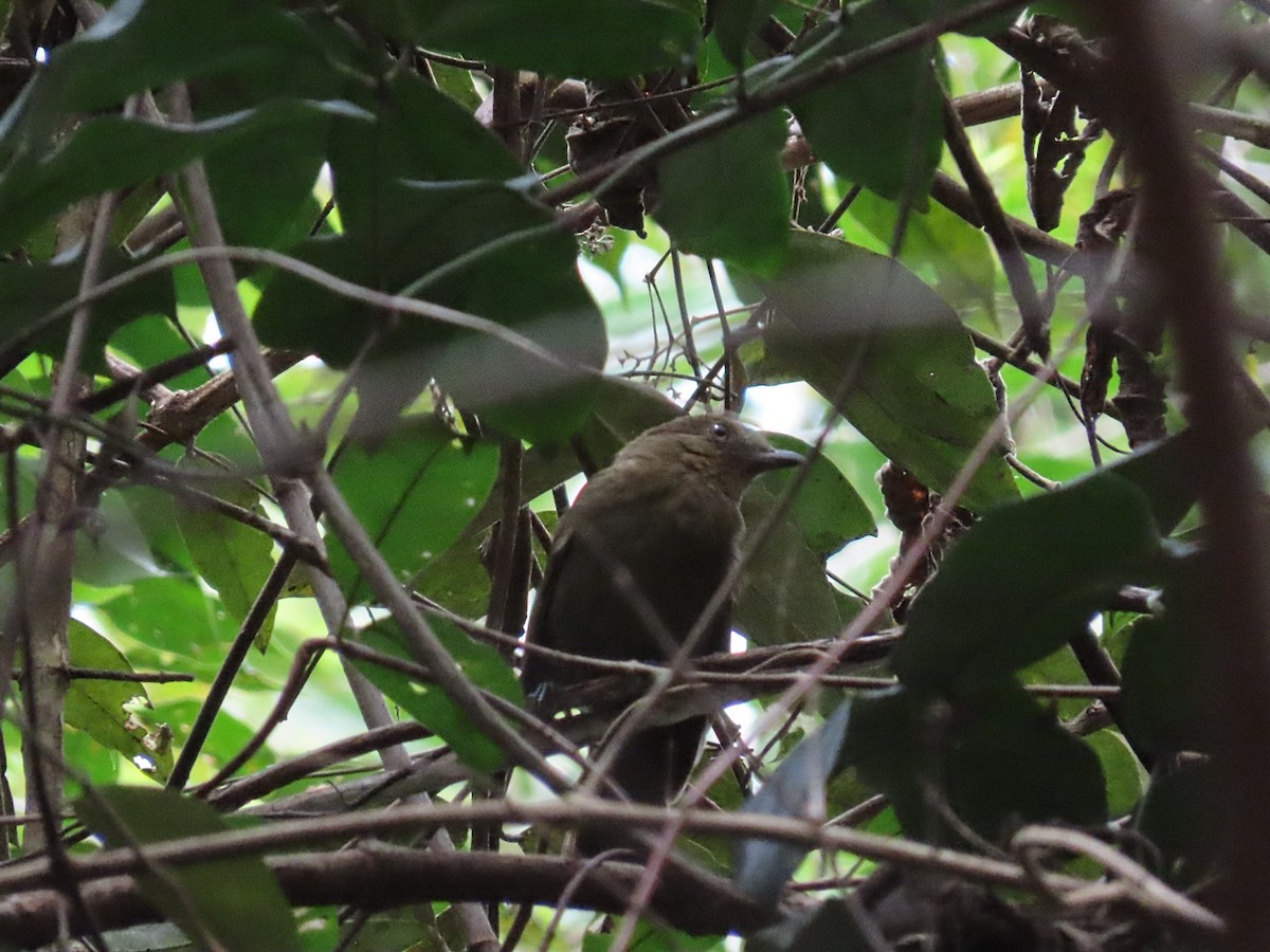 Brown-winged Schiffornis - ML642814480