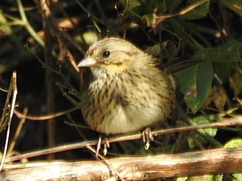 Lincoln's Sparrow - ML642814481