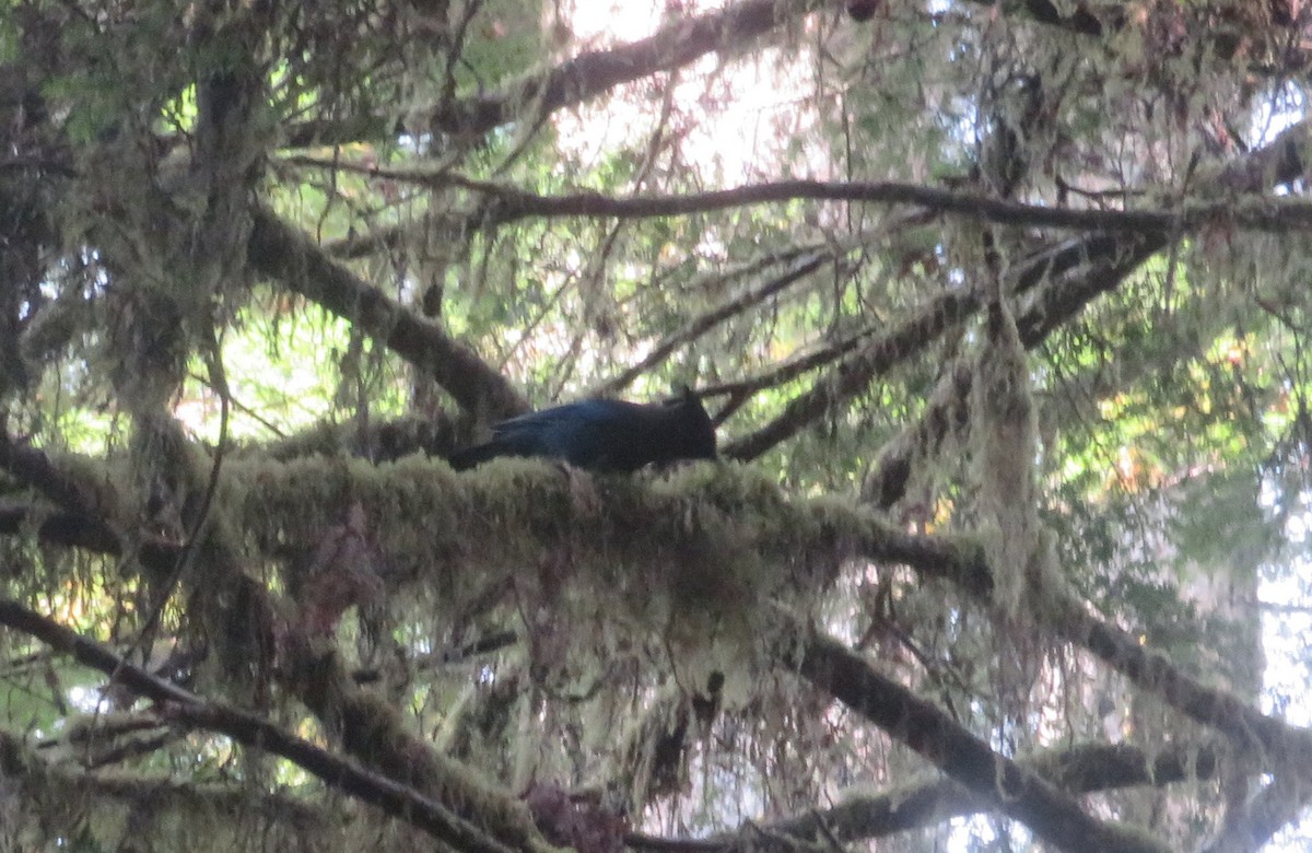 Steller's Jay - ML642814489