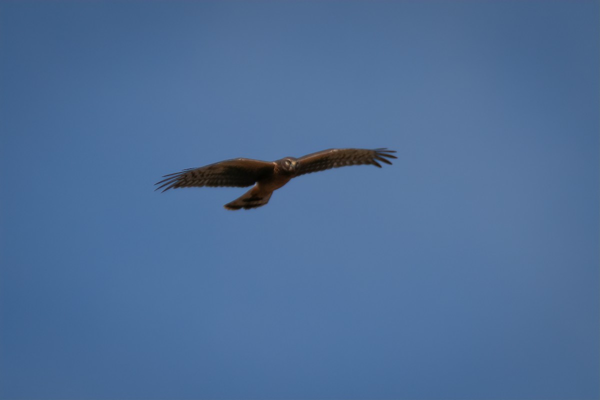 Northern Harrier - ML642814498
