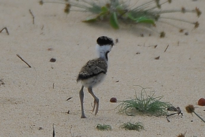 Red-wattled Lapwing - ML642814511
