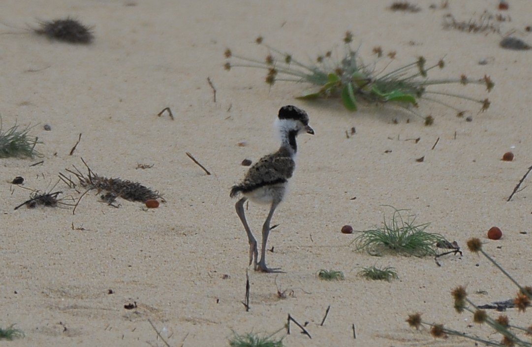Red-wattled Lapwing - ML642814512