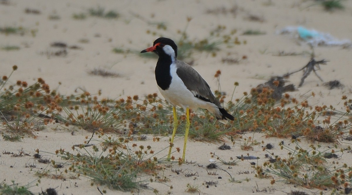 Red-wattled Lapwing - ML642814513