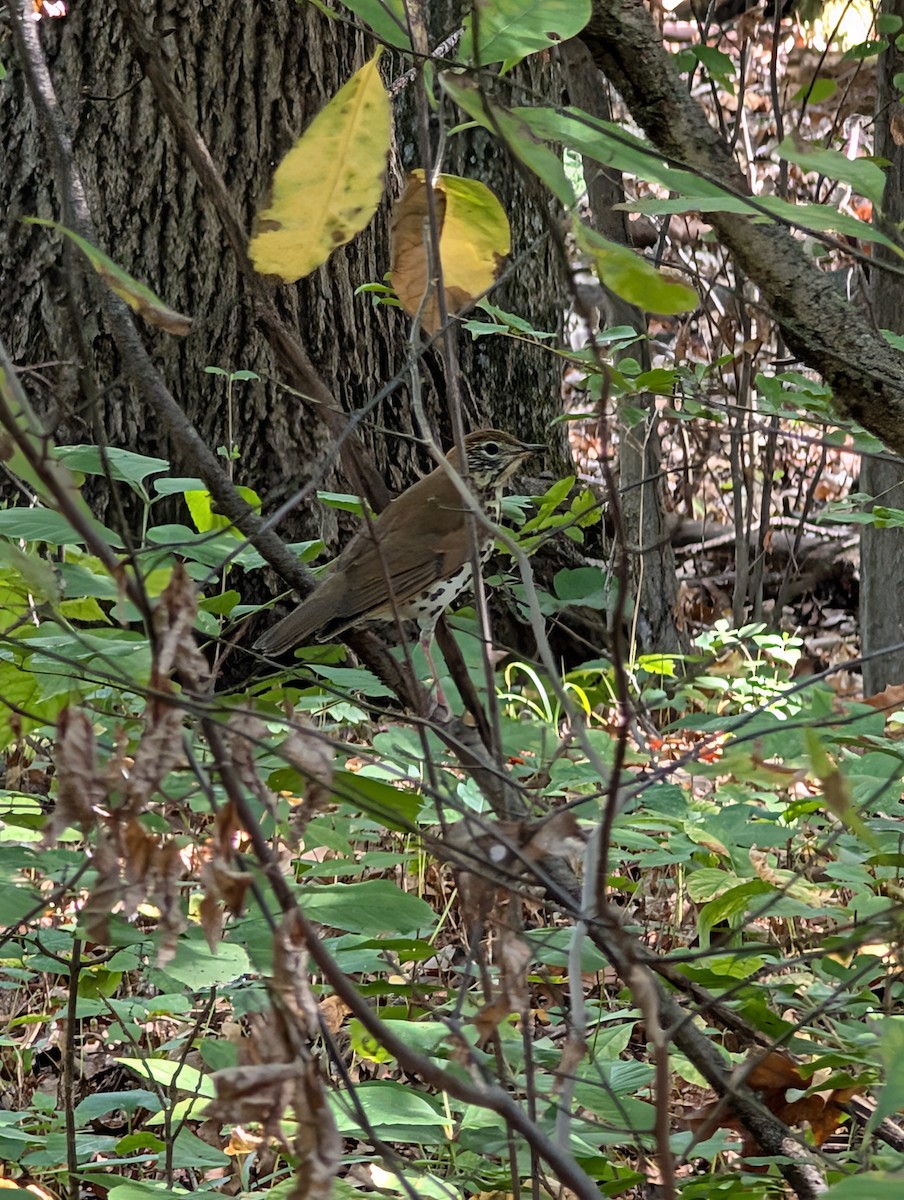 Wood Thrush - ML642814517
