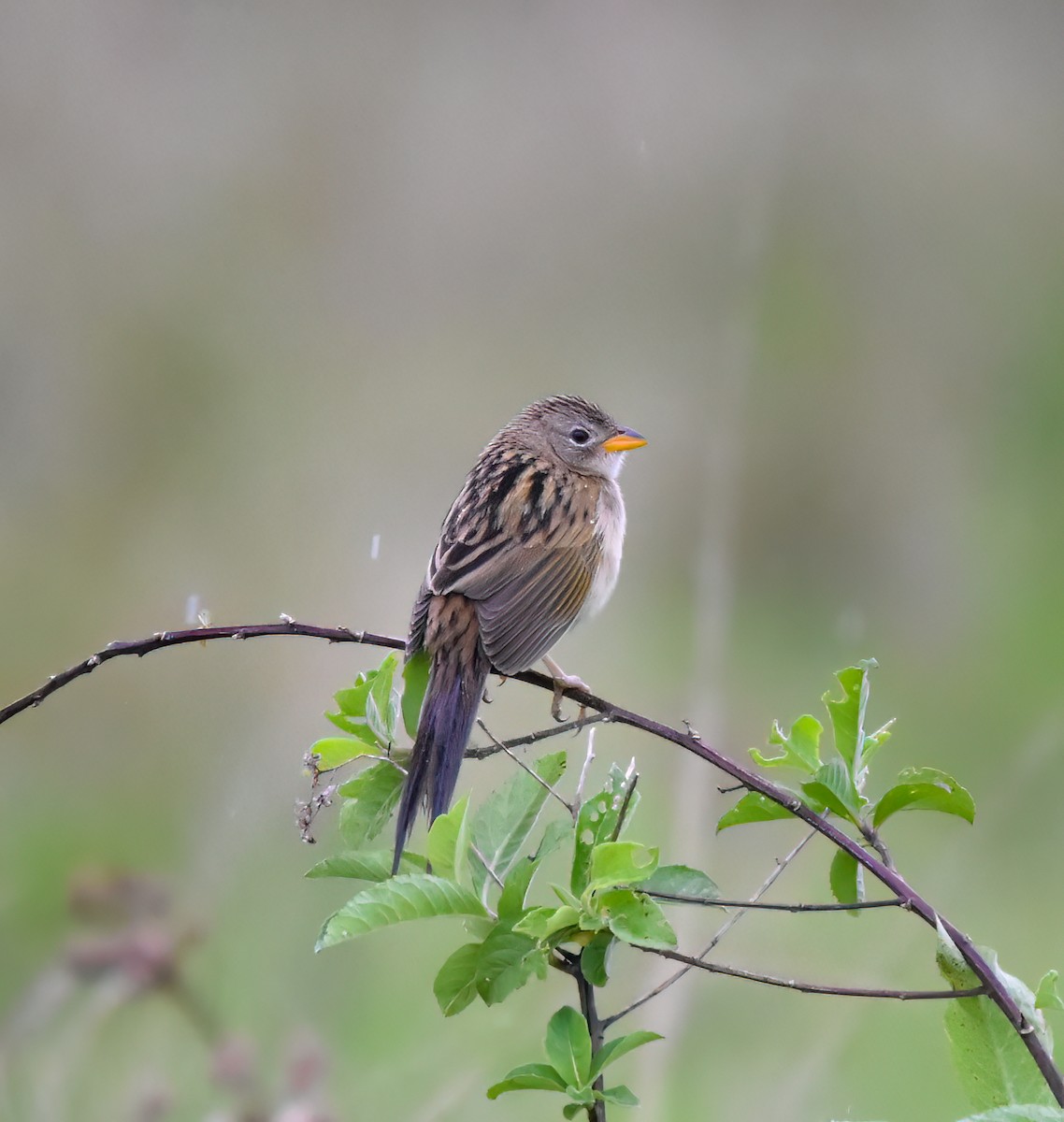Wedge-tailed Grass-Finch - ML642814520