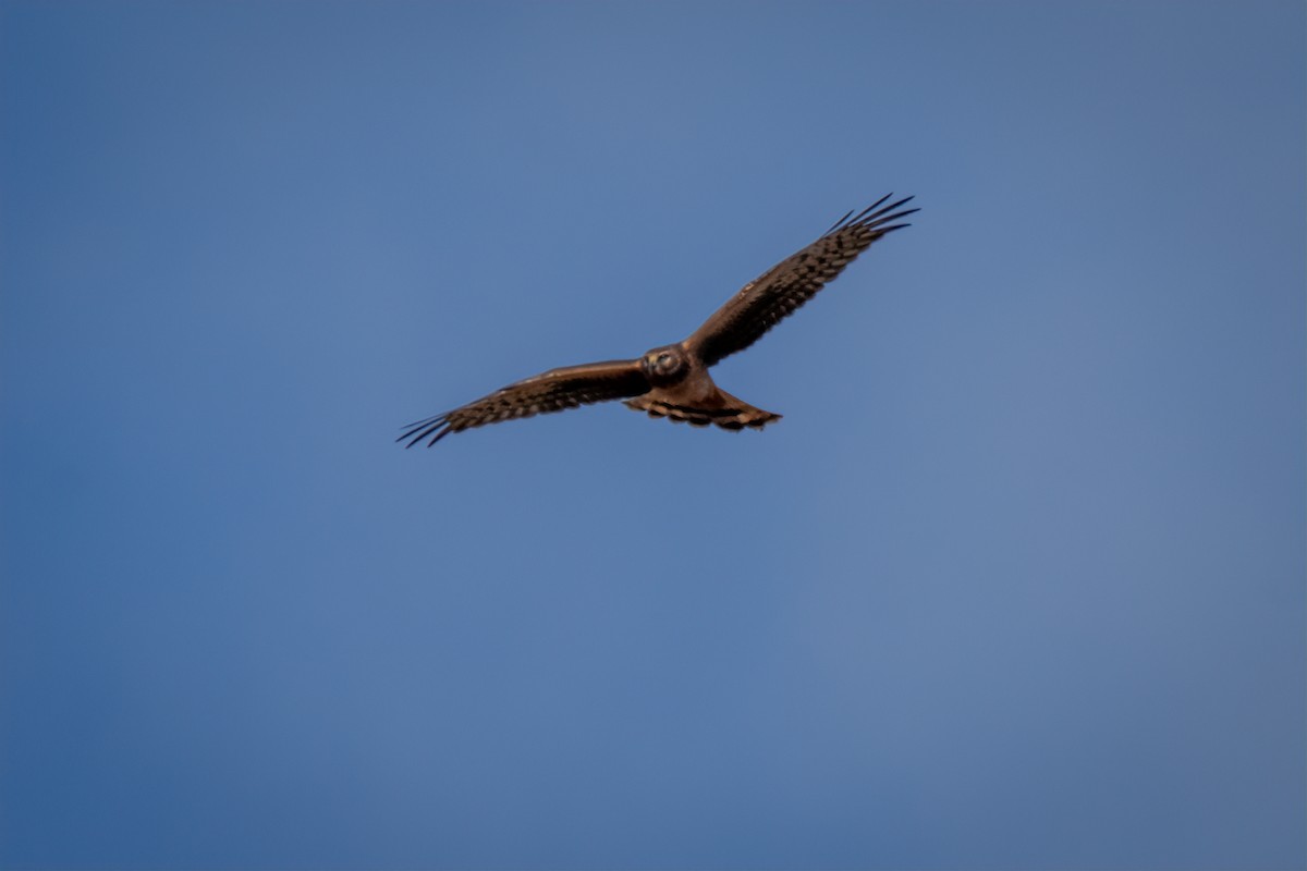 Northern Harrier - ML642814522