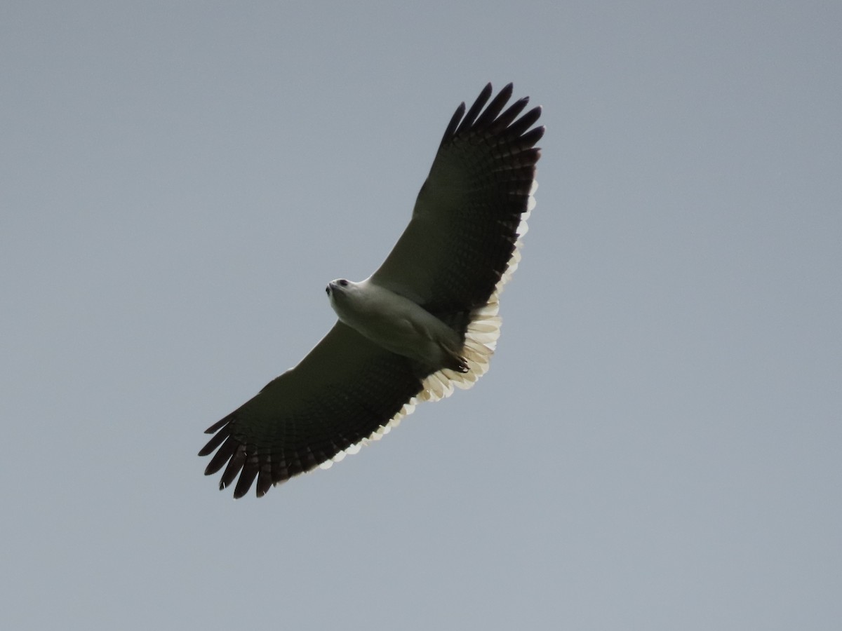 Mantled Hawk - ML642814525