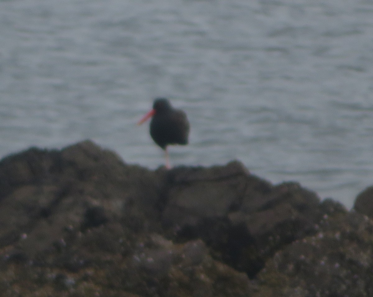 Black Oystercatcher - ML642814527