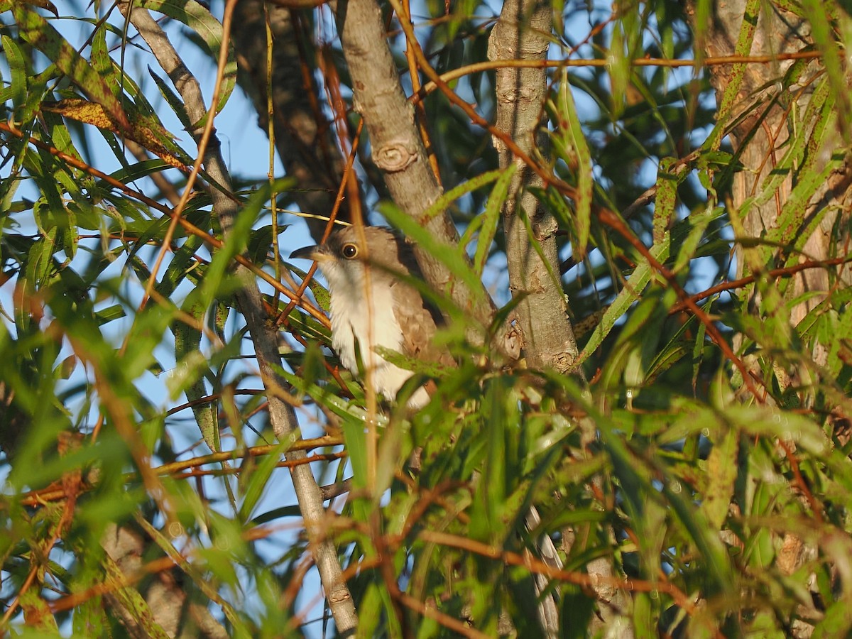 Yellow-billed Cuckoo - ML642814528