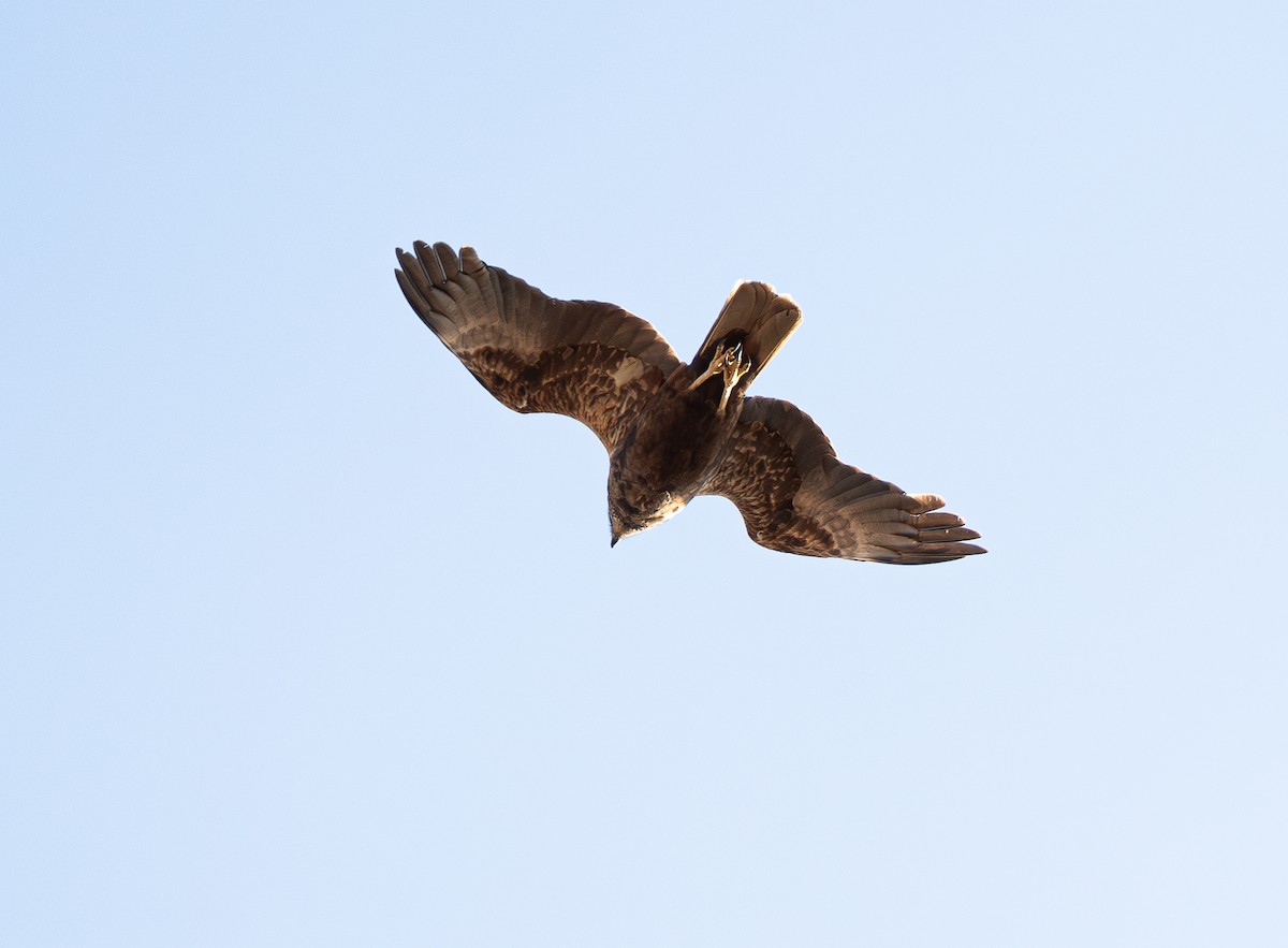 Falco di palude - ML642814532