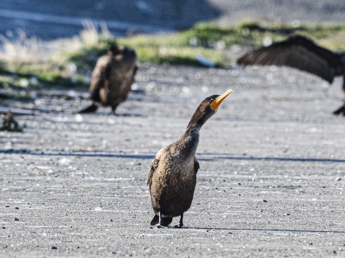 Double-crested Cormorant - ML642814556