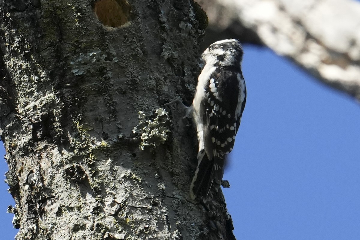 Downy Woodpecker - ML642814572