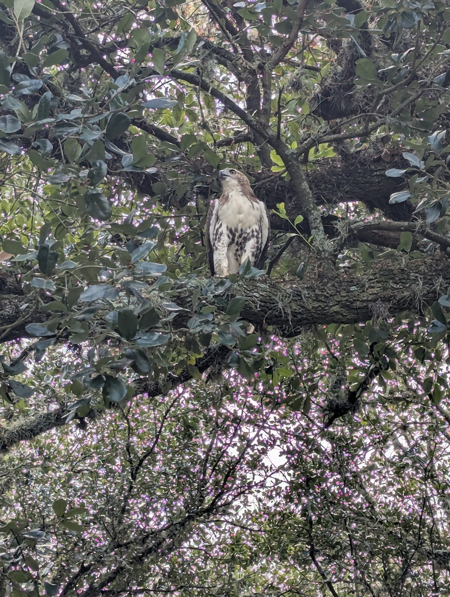 Red-tailed Hawk - ML642814576