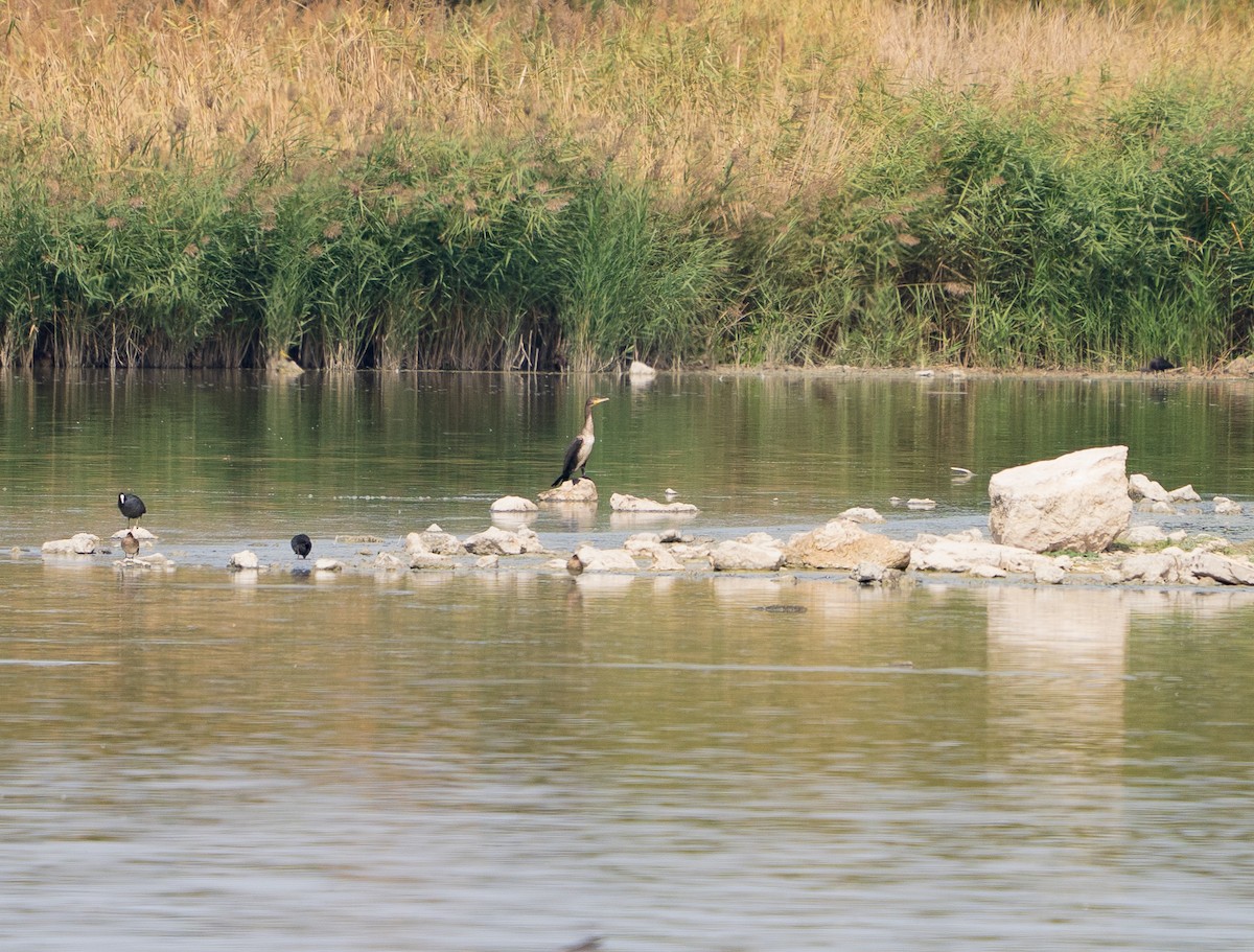 Great Cormorant - ML642814577