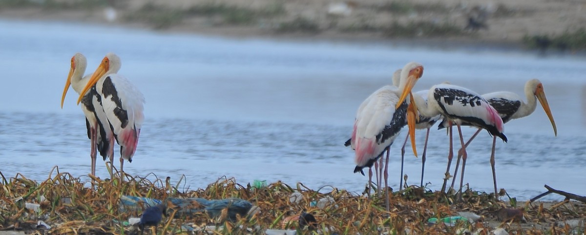 Painted Stork - ML642814584