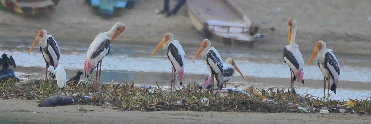 Painted Stork - ML642814585