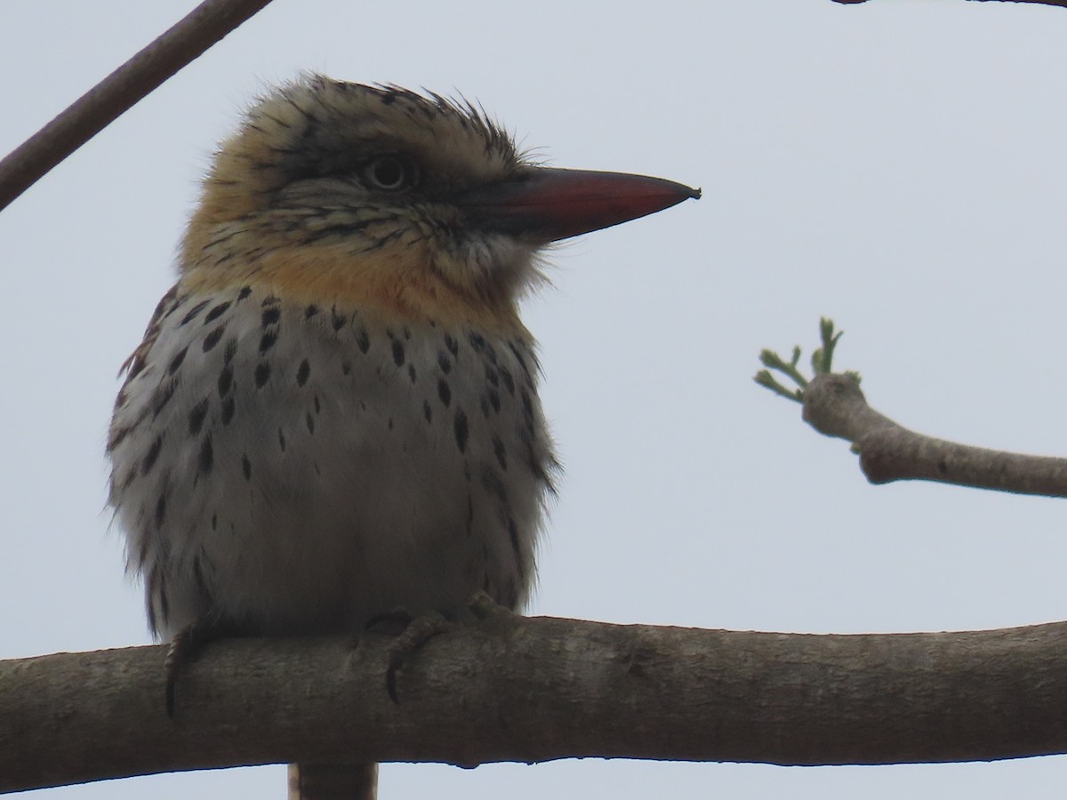 Spot-backed Puffbird (Chaco) - ML642814623
