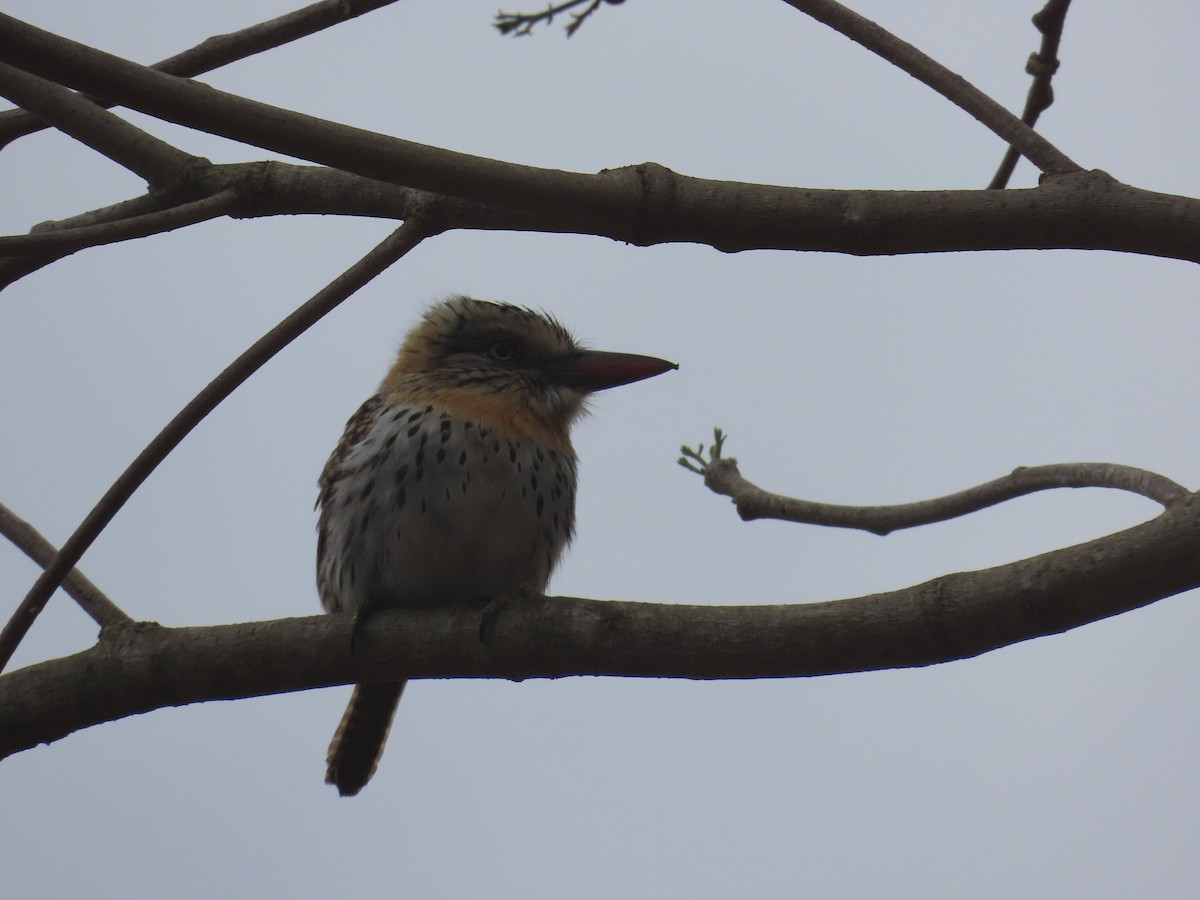 Spot-backed Puffbird (Chaco) - ML642814624