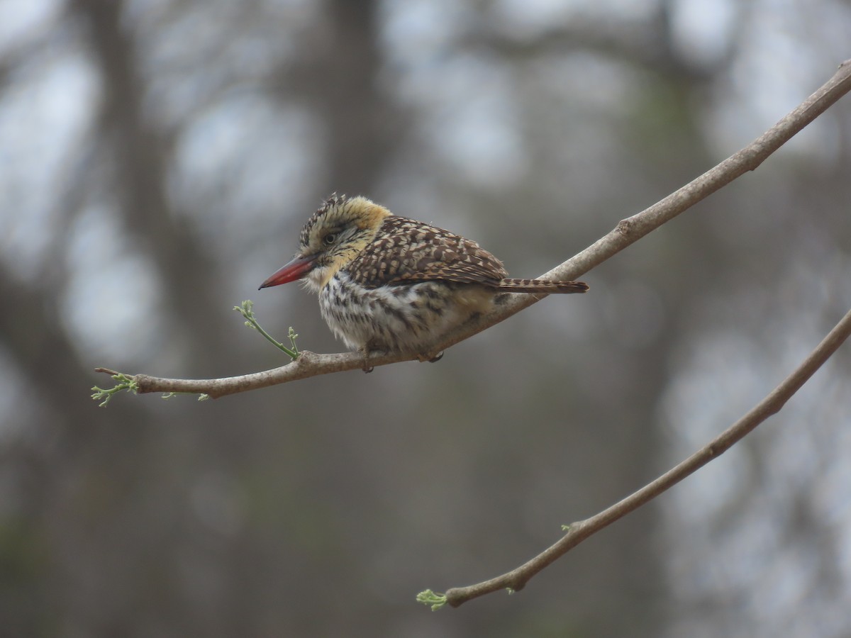 Spot-backed Puffbird (Chaco) - ML642814625