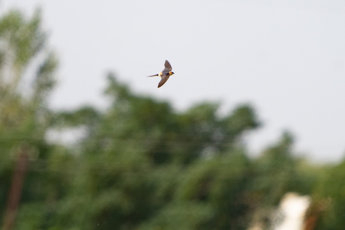 European Red-rumped Swallow - ML642814642