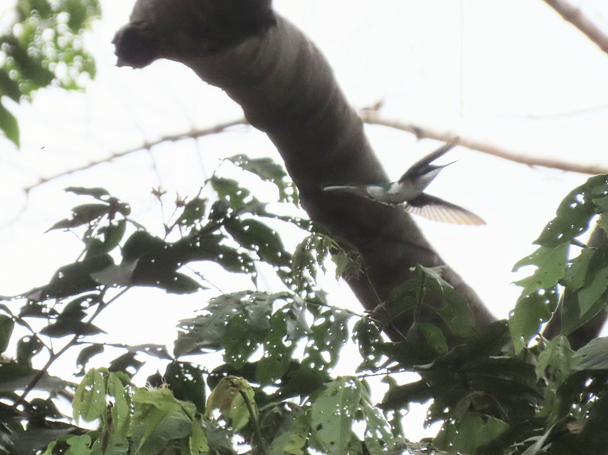 Black-eared Fairy - ML642814650