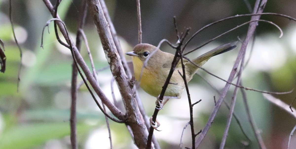 Common Yellowthroat - ML642814651