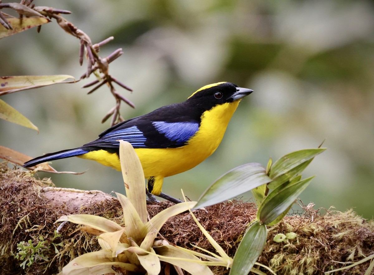 Blue-winged Mountain Tanager - ML642814671