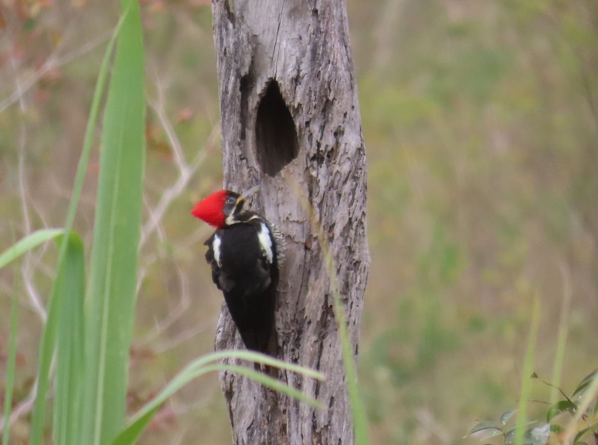 Lineated Woodpecker - ML642814673