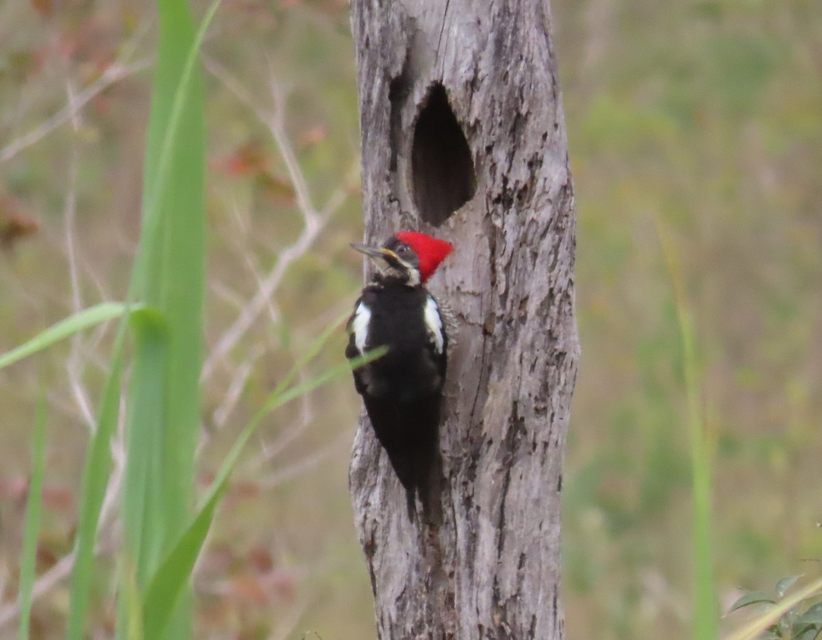 Lineated Woodpecker - ML642814674
