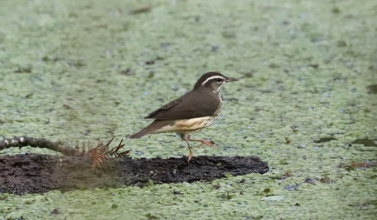 Louisiana Waterthrush - ML642814676