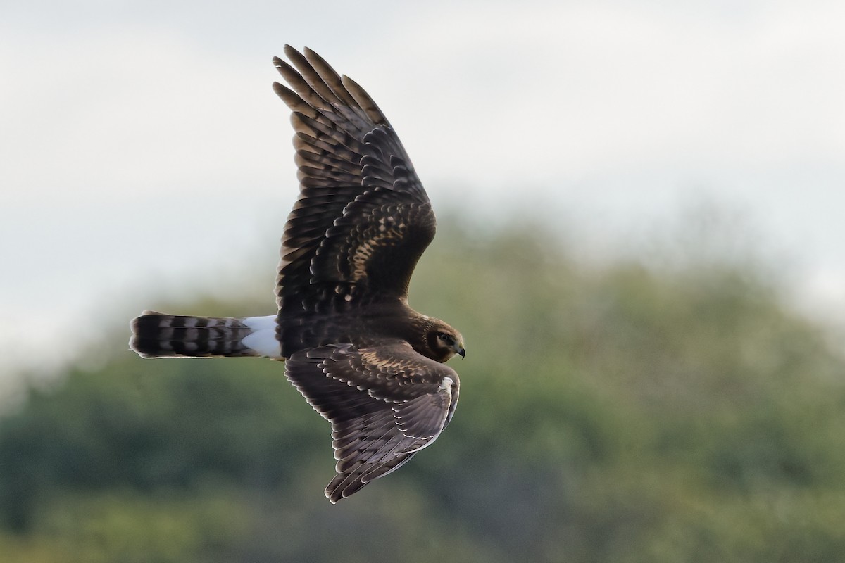 Northern Harrier - ML642814692