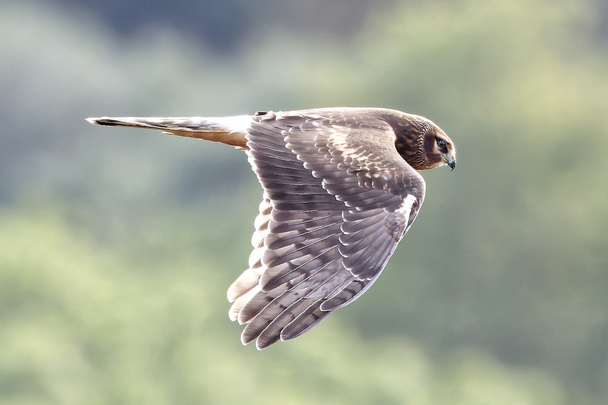 Northern Harrier - ML642814693