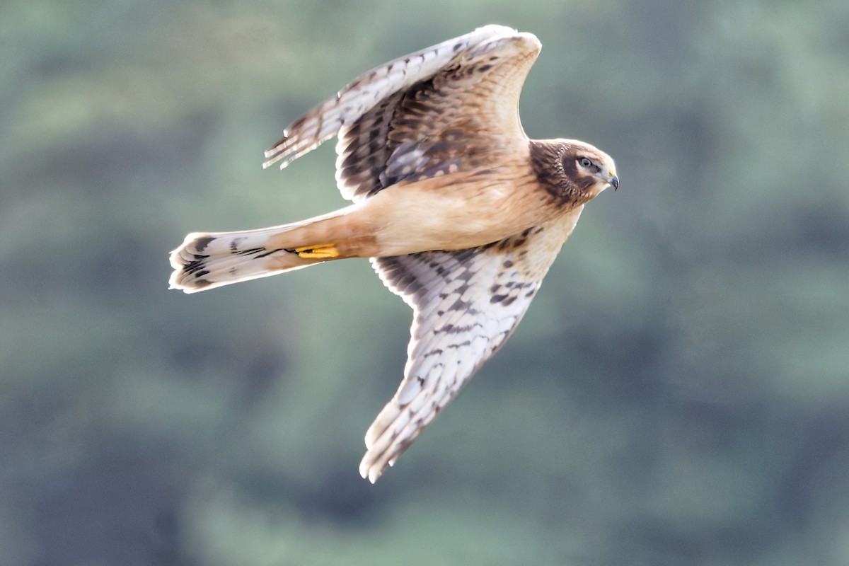 Northern Harrier - ML642814694