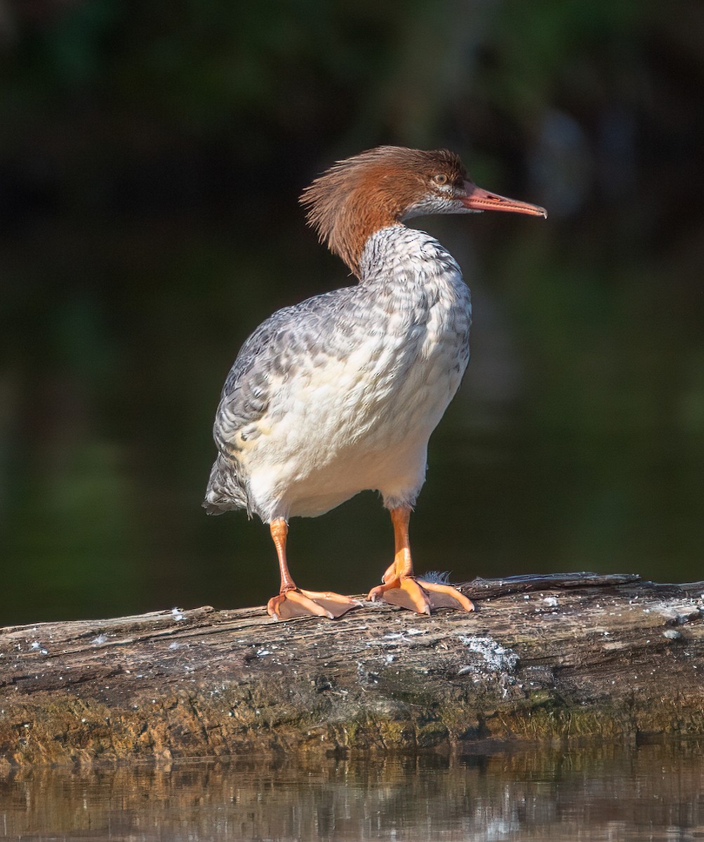 Common Merganser - ML642814706