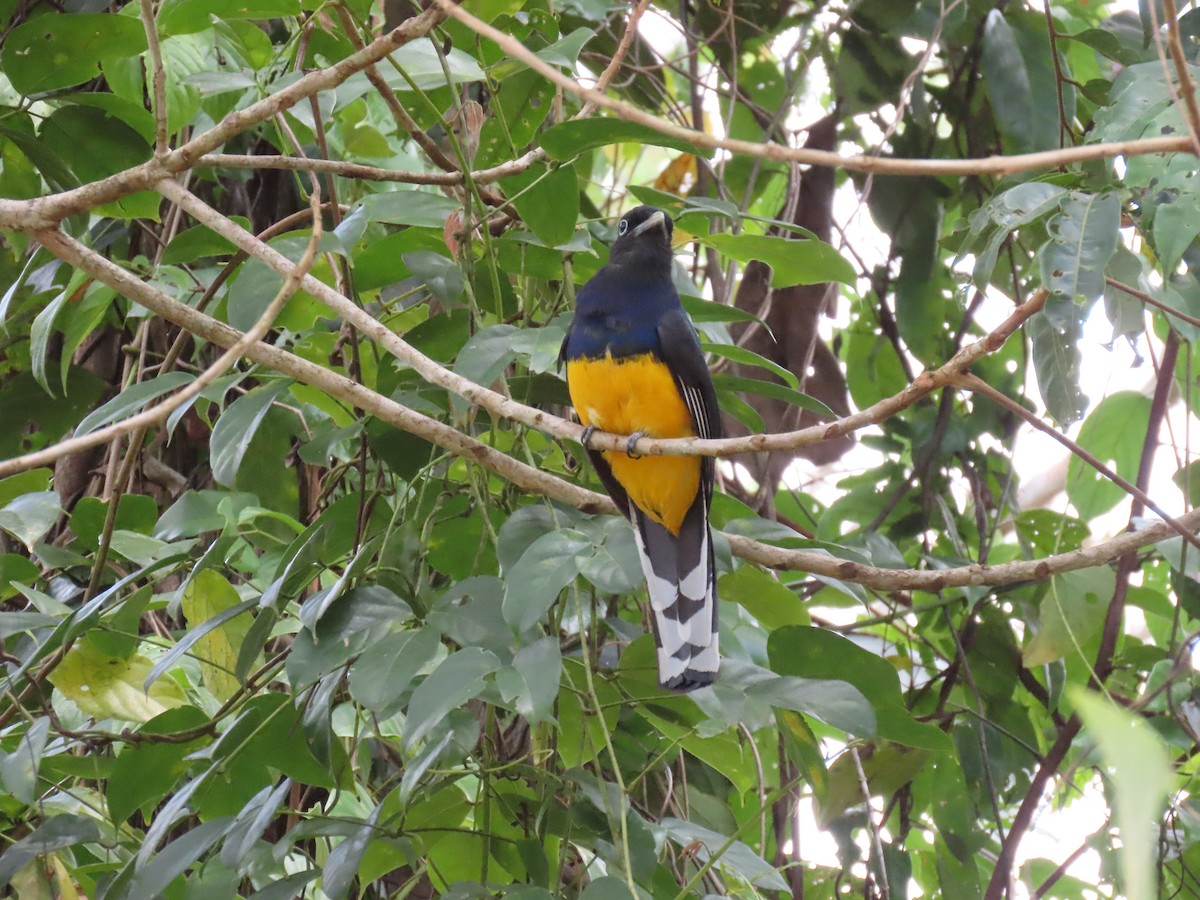 Green-backed Trogon - ML642814711