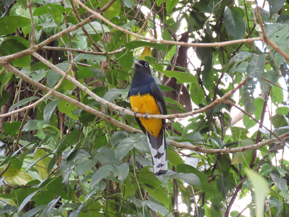 Green-backed Trogon - ML642814712