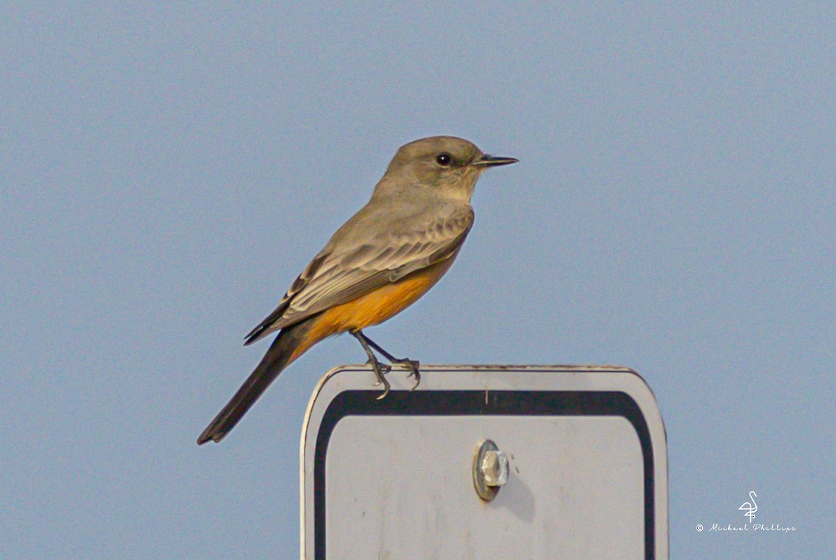 Say's Phoebe - ML642814720