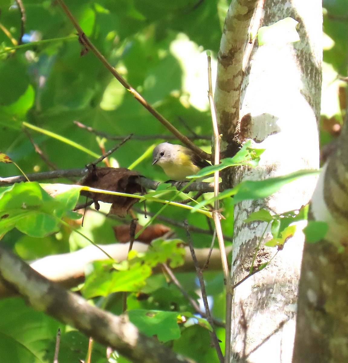 American Redstart - ML642814721