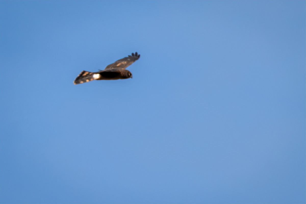 Northern Harrier - ML642814725